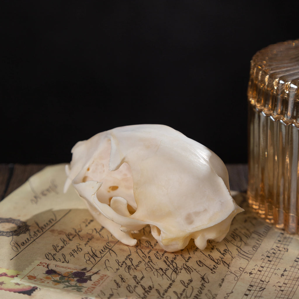 1/5/10Pcs Exquisite Collection Real Skull Animal Bones