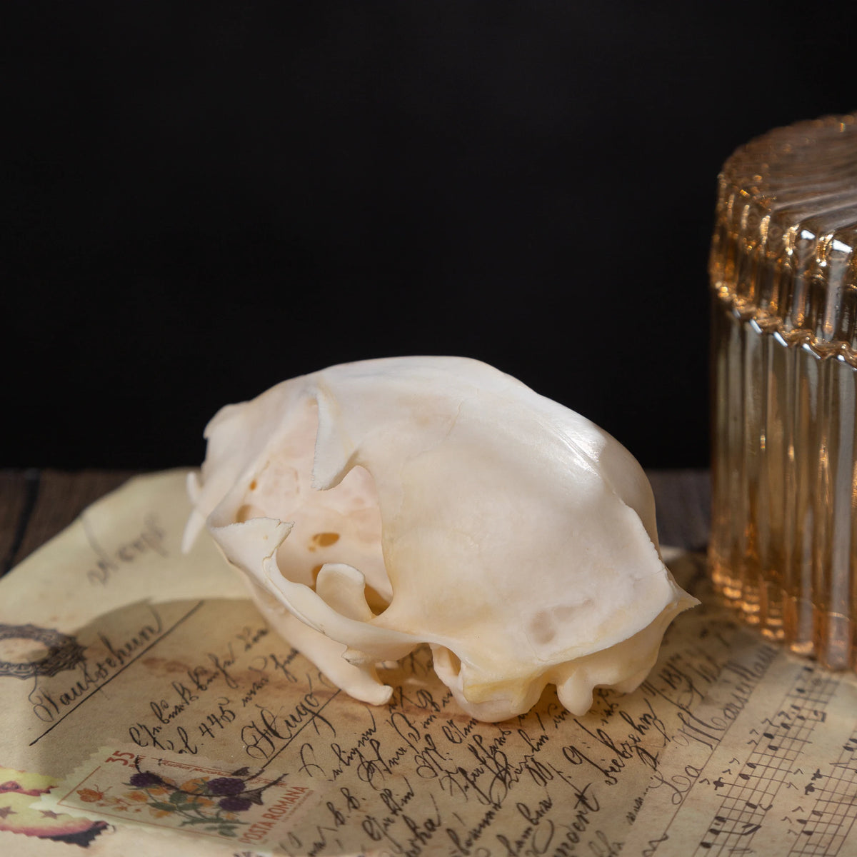 1/5/10Pcs Exquisite Collection Real Skull Animal Bones