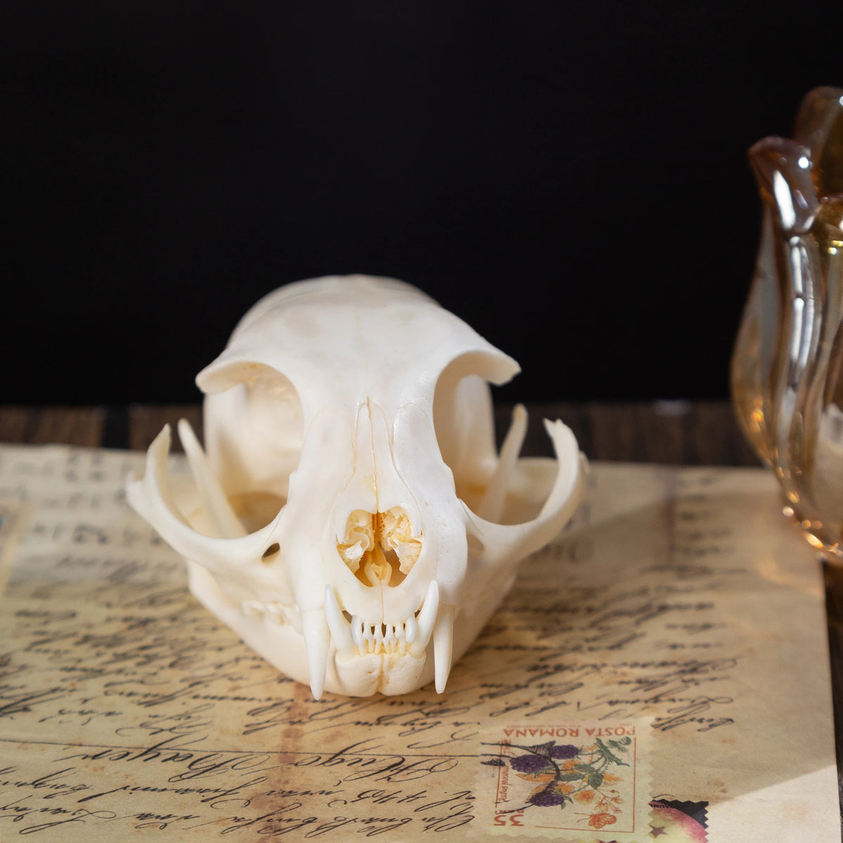 1/5/10Pcs Exquisite Collection Real Skull Animal Bones