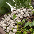 20 PCS Unique Halloween Skull Decoration Flower Pots Mini Skull Decorations