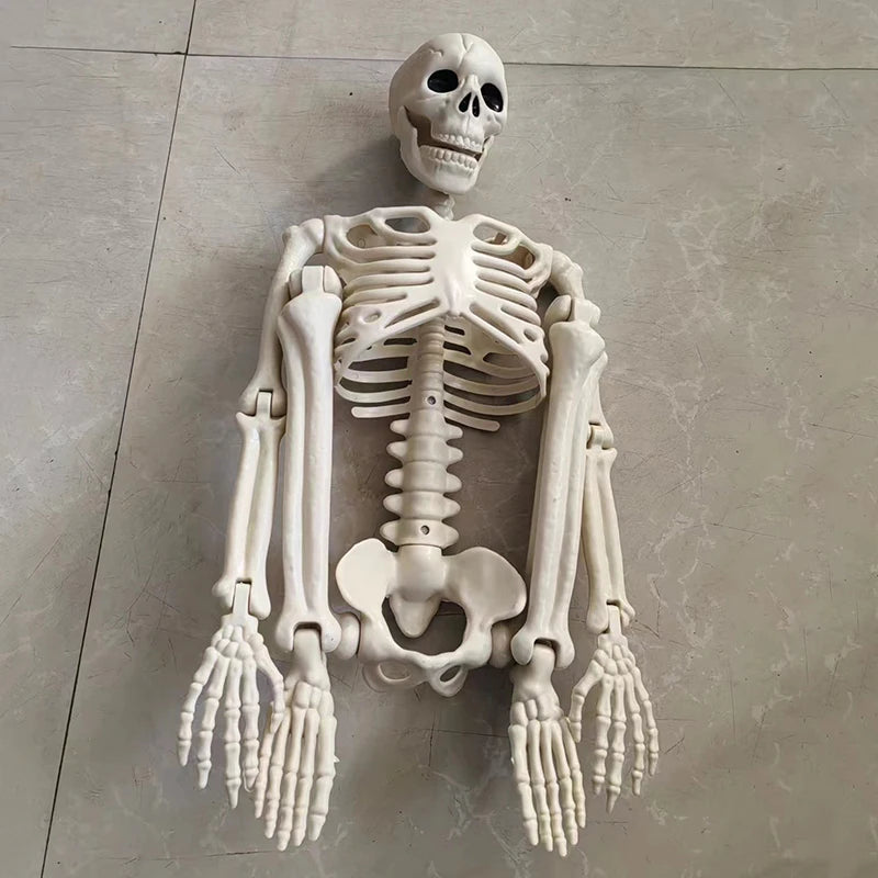 Movable Halloween Skeleton Fake Skull Display