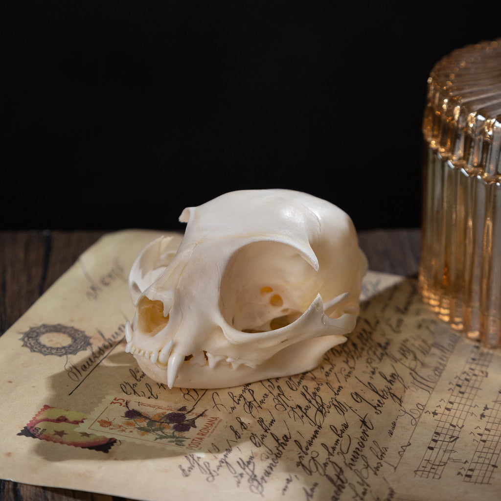 1/5/10Pcs Exquisite Collection Real Skull Animal Bones