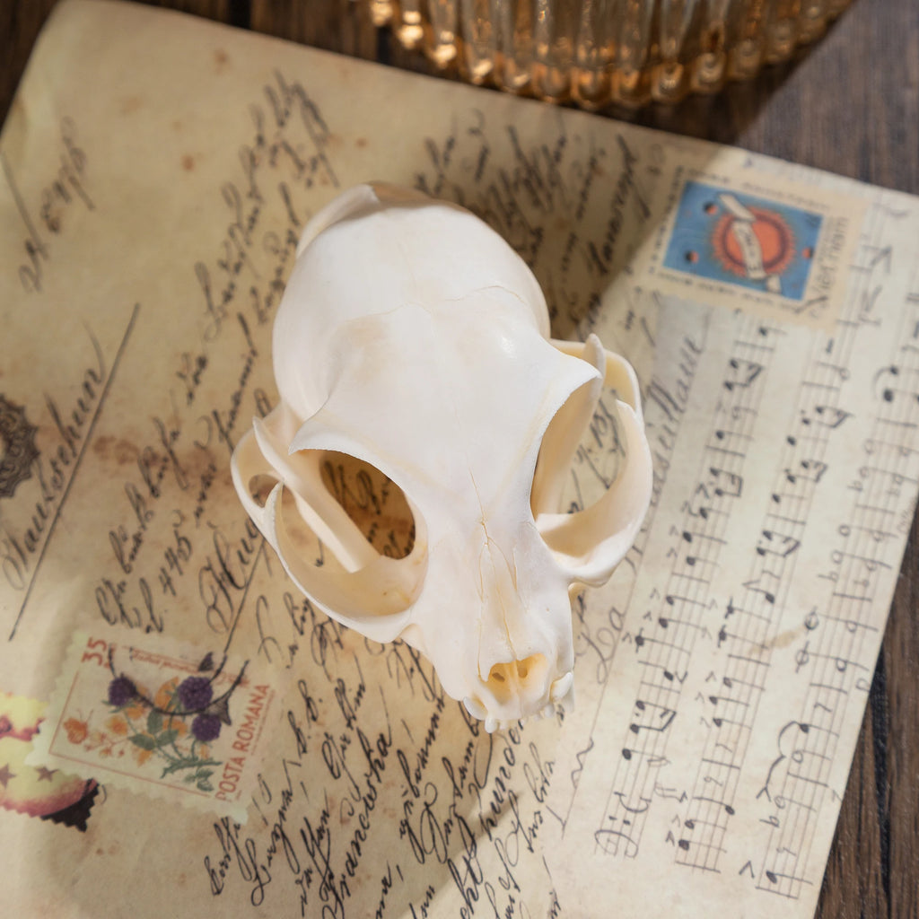 1/5/10Pcs Exquisite Collection Real Skull Animal Bones